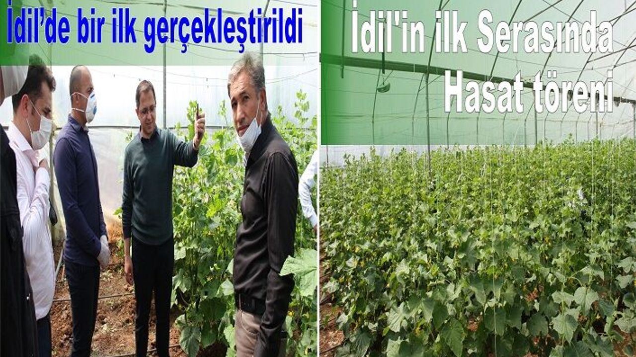 İdil'in ilk Serasında Hasat töreni