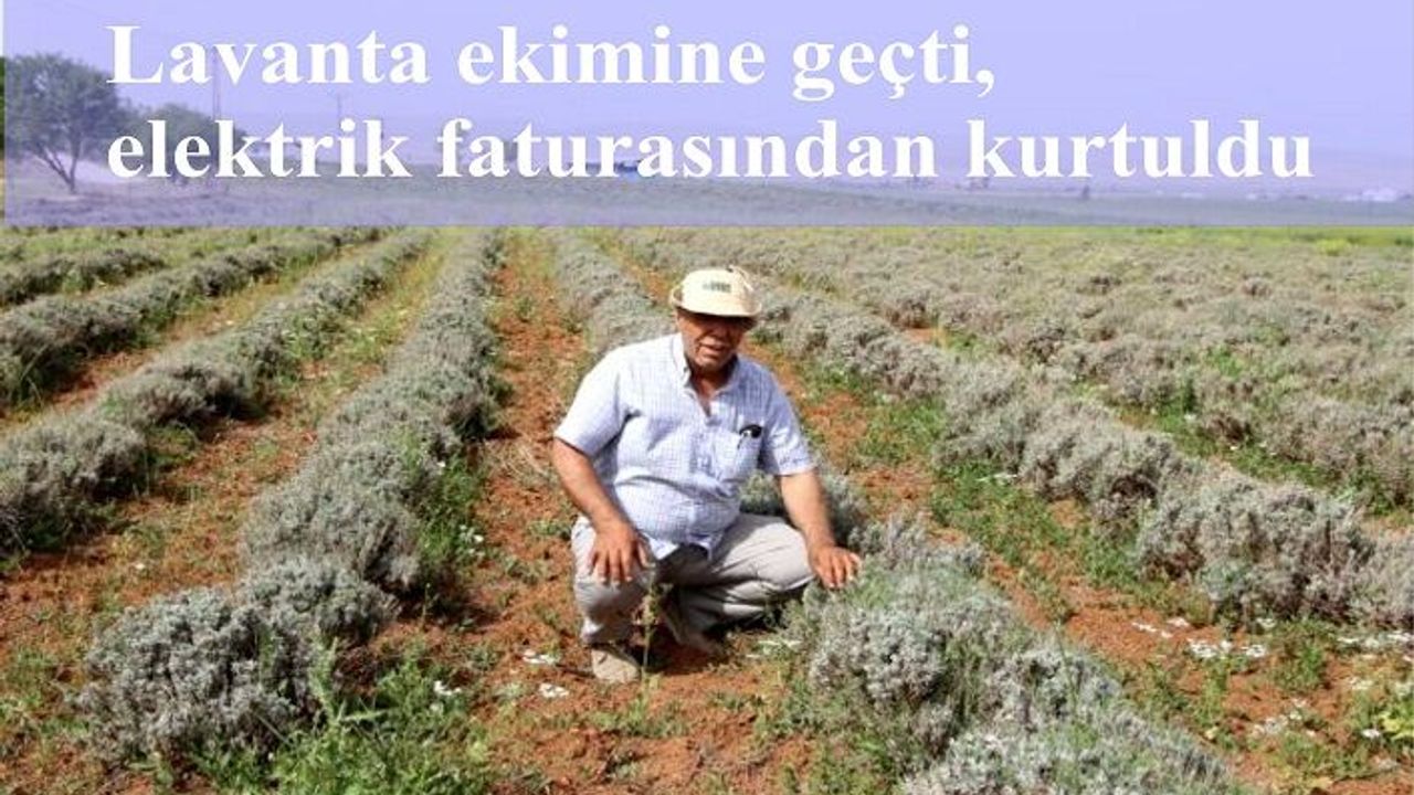 Lavanta ekimine geçti, elektrik faturasından kurtuldu