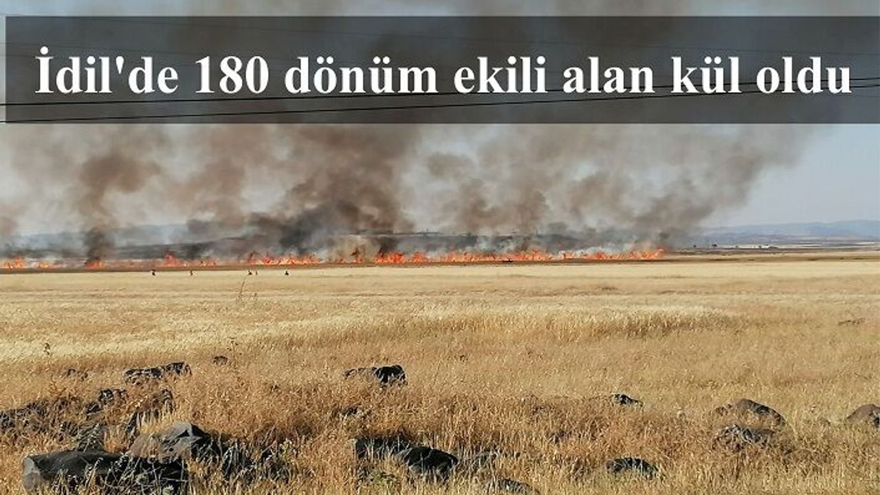 İdil'de 180 dönüm ekili alan kül oldu