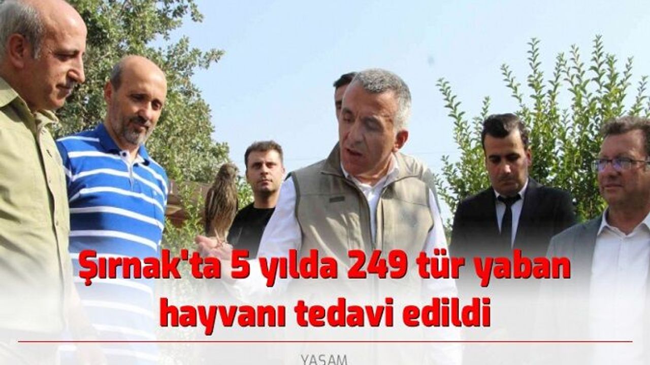 Şırnak'ta 5 yılda 249 tür yaban hayvanı tedavi edildi