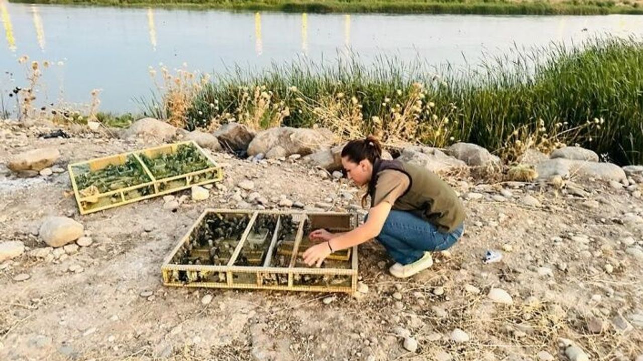 Habur sınır kapısında bin 600 saka kuşu yakalandı