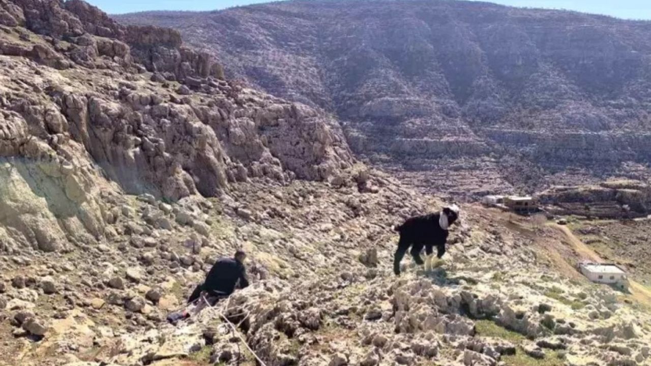 17 oğlak mahsur kaldı itfaiye kurtardı