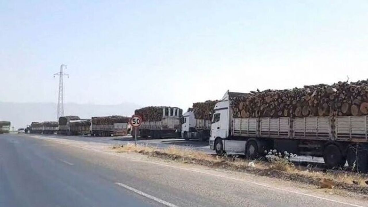 Ağaç kıyımına karşı tepkiler giderek büyüyor