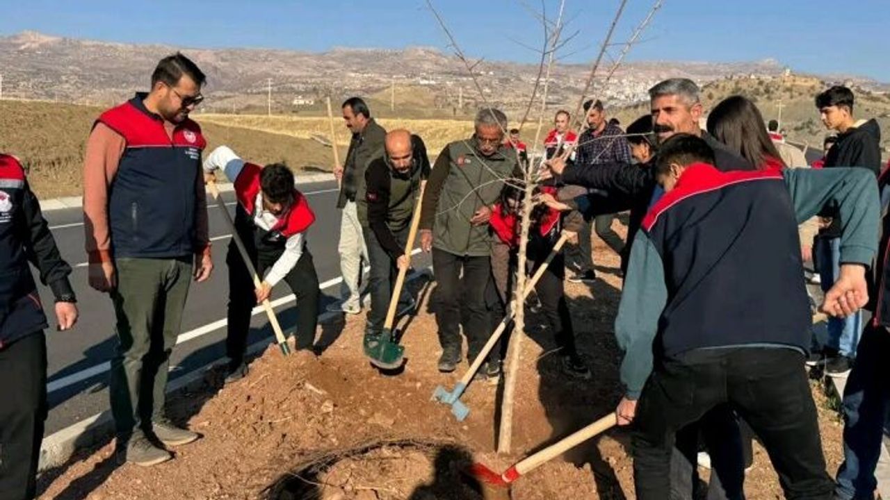 Cizre Şırnak Karayolunda orta Refüjlere Fidan dikimi