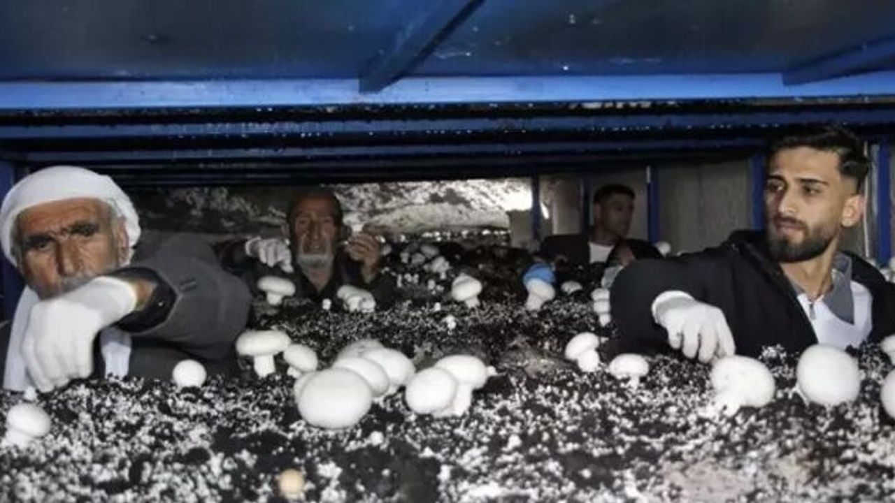 İdil’de Girişimcilik Örneği: Tarihi Mağarada Üretim