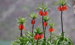 Ters Laleler doğaya renk kattı