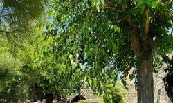 Melke Karagül'ün cenaze töreni