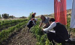 Şırnak’ta tarımsal üretim artıyor