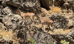 Şırnak’ta Dağ keçileri yola indi