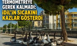 İdil’de Kazlar Sıcaktan Gölgeye Sığındı