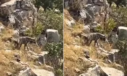 Hayvanlarını otlatırken karşısına çıktı! Nesli tehlike altında