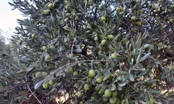 Derik’te ödüllü Zeytin hasadı başladı