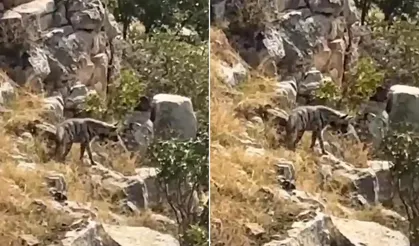 Hayvanlarını otlatırken karşısına çıktı! Nesli tehlike altında