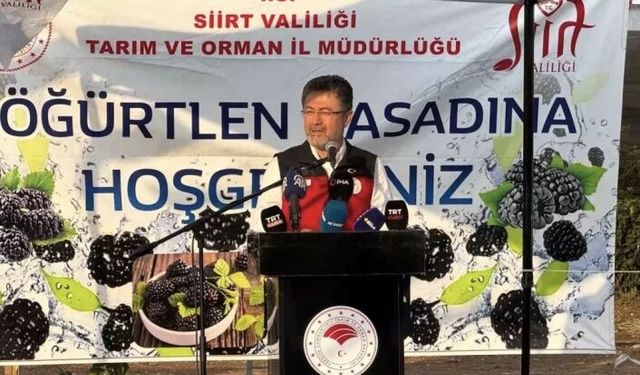 Böğürtlen hasadı başladı