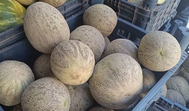 Şımmame Kavunları tezgaha çıktı
