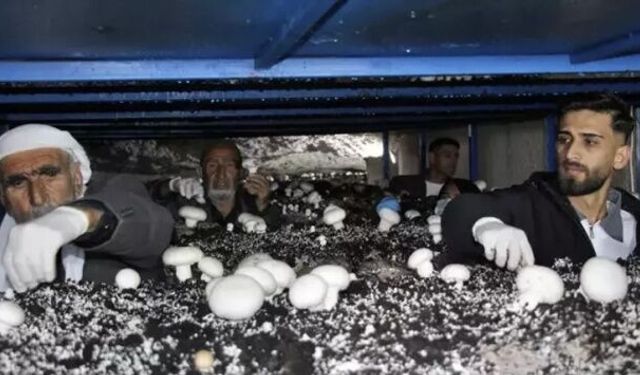 İdil’de Girişimcilik Örneği: Tarihi Mağarada Üretim