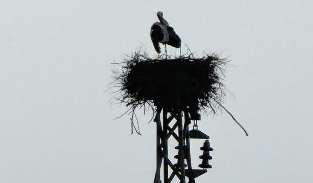 İdilin leylekleri bu sene çok mutlu
