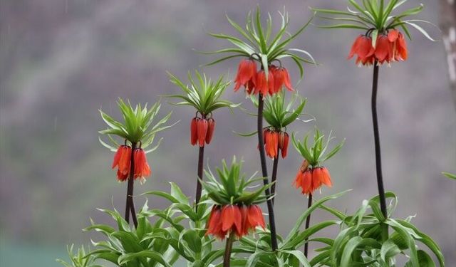 Ters Laleler doğaya renk kattı