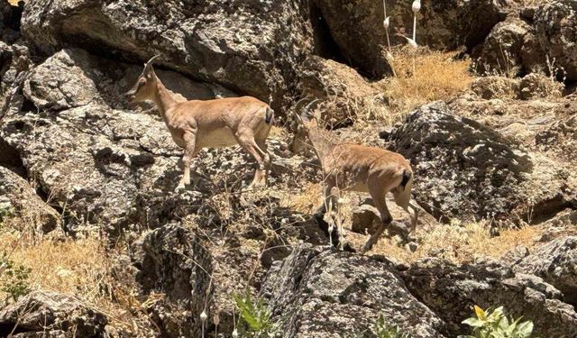 Şırnak’ta Dağ keçileri yola indi