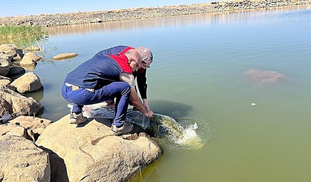 İdil'de Dirsekli göletine 100 bin yavru sazan bırakıldı