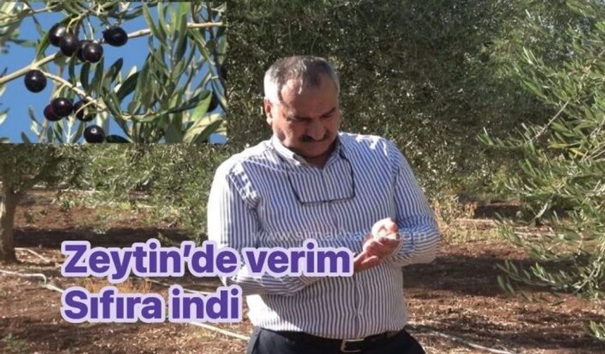 Zeytin Bahçesinden sıfır verim