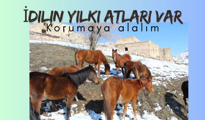 İdil’in Yılkı Atlarına bakın hele !