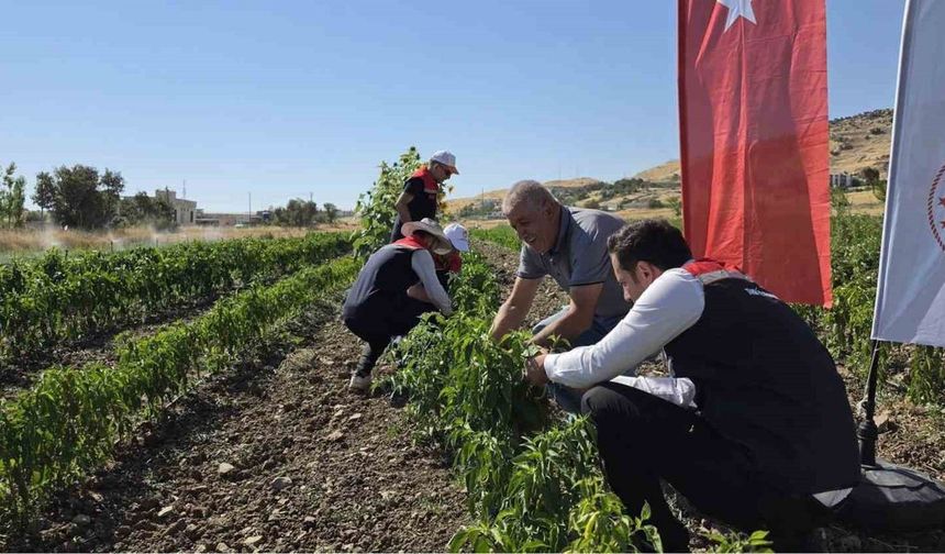 Şırnak’ta tarımsal üretim artıyor