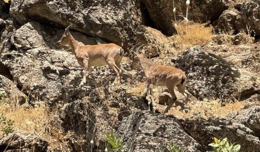 Şırnak’ta Dağ keçileri yola indi