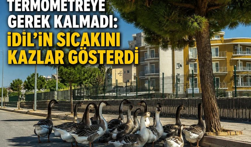 İdil’de Kazlar Sıcaktan Gölgeye Sığındı