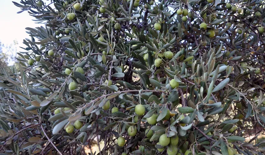 Derik’te ödüllü Zeytin hasadı başladı